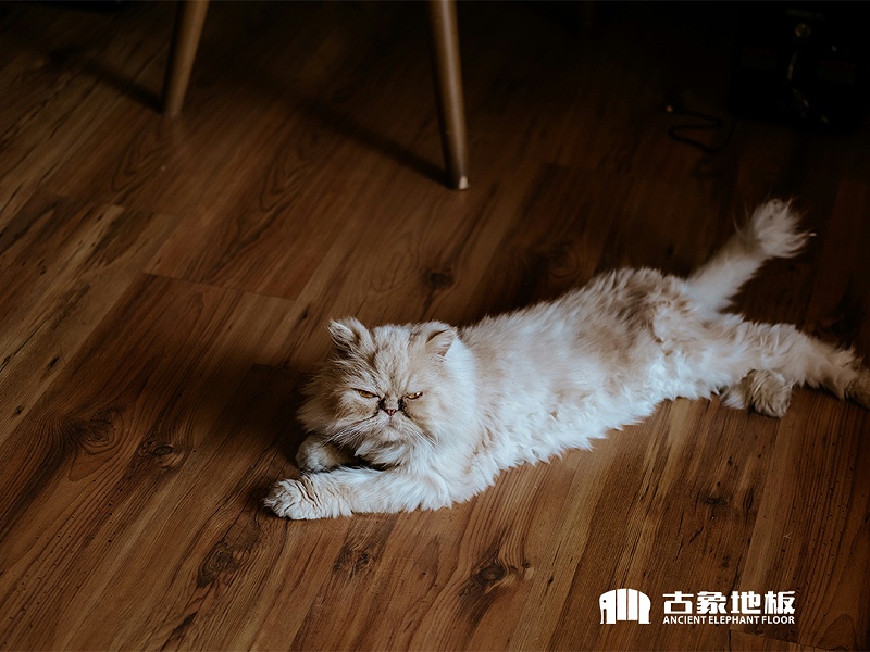 清潔木地板上的毛發有方法